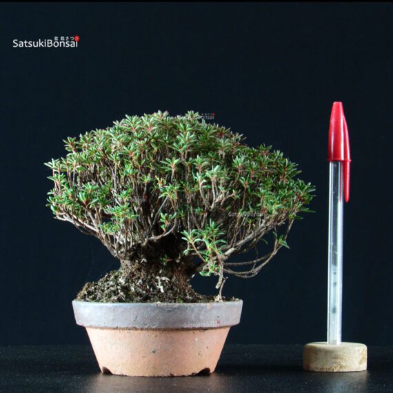 255543_1-Satsuki-azalea-Saotome Azalea Satsuki SAOTOME - immagine 1