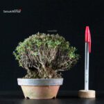 Azalea Satsuki SAOTOME