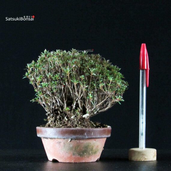 255545_1-Satsuki-azalea-Saotome Azalea Satsuki SAOTOME - immagine 1