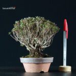 Azalea Satsuki SAOTOME