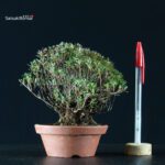 Azalea Satsuki SAOTOME