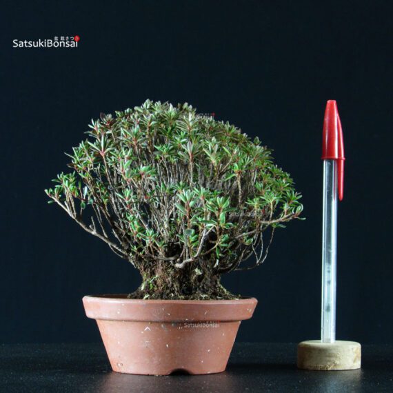 255547_1-Satsuki-azalea-Saotome Azalea Satsuki SAOTOME - immagine 1