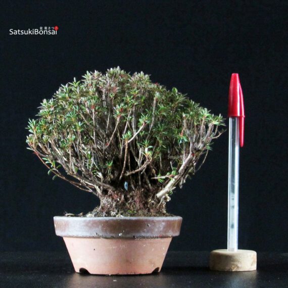 Azalea Satsuki SAOTOME - immagine 1