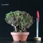 Azalea Satsuki SAOTOME