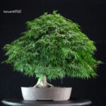 Acero Palmato Yamamomiji - immagine 3