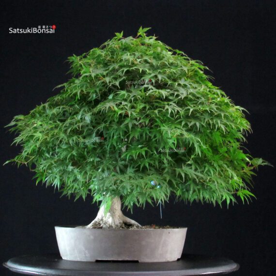 Acero Palmato Yamamomiji - immagine 3