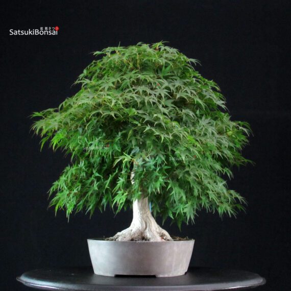 Acero Palmato Yamamomiji - immagine 4