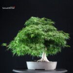 Acero Palmato Yamamomiji