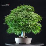 Acero Palmato Yamamomiji - immagine 2