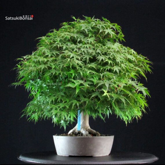 Acero Palmato Yamamomiji - immagine 2