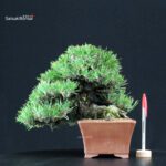 Pinus Thunbergii Kuromatsu