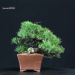 Pinus Thunbergii Kuromatsu - immagine 2