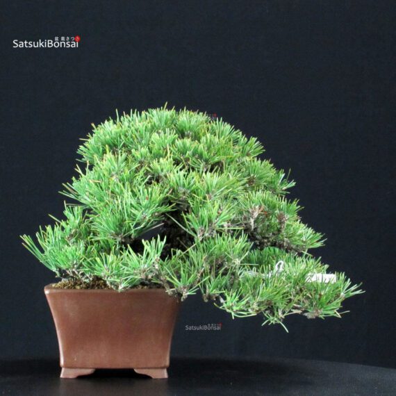 Pinus Thunbergii Kuromatsu - immagine 3
