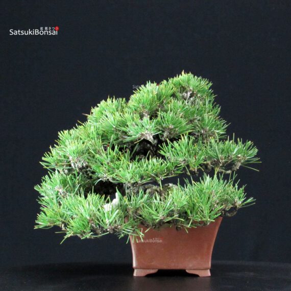 Pinus Thunbergii Kuromatsu - immagine 4