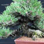 Pinus Thunbergii Kuromatsu - immagine 5