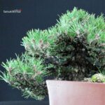 Pinus Thunbergii Kuromatsu - immagine 6