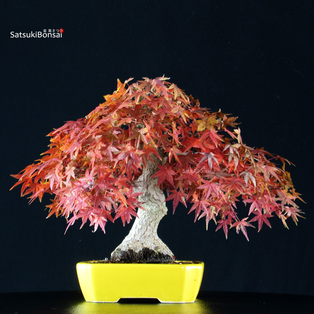 255690_5-Acer-palmatum-Yamamomiji Acero Palmato Yamamomiji - immagine 1