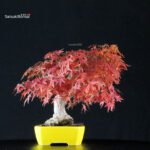 Acero Palmato Yamamomiji - immagine 2