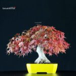 Acero Palmato Yamamomiji - immagine 3