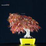 Acero Palmato Yamamomiji - immagine 4