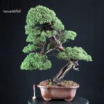 Juniperus Chinensis Kishu