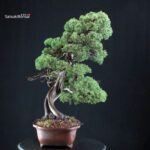 Juniperus Chinensis Kishu - immagine 3