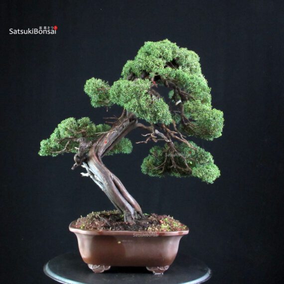 Juniperus Chinensis Kishu - immagine 4