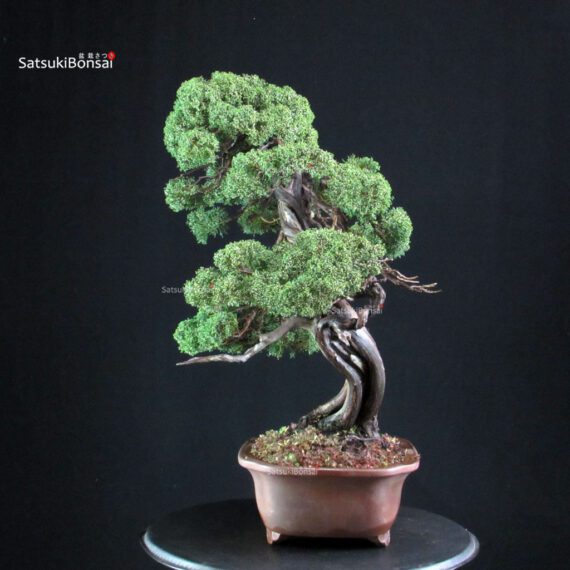 Juniperus Chinensis Kishu - immagine 5