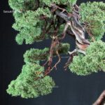 Juniperus Chinensis Kishu - immagine 2