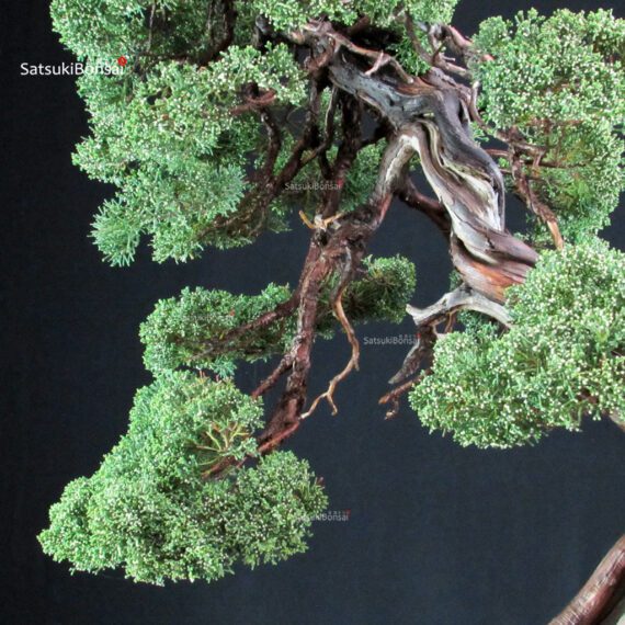 Juniperus Chinensis Kishu - immagine 2