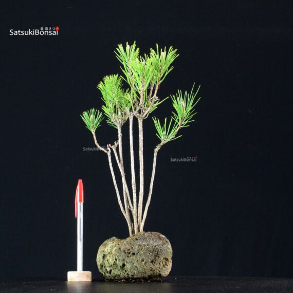 255134_1-Pinus-thunbergii Pinus Thunbergii Kuromatsu - immagine 1