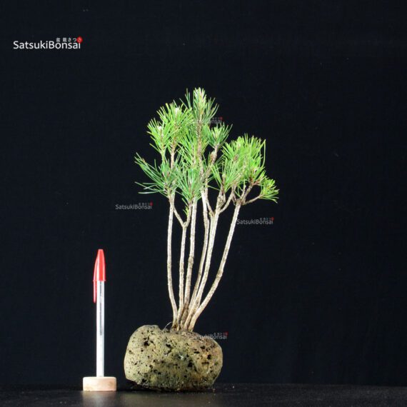 255135_1-Pinus-thunbergii Pinus Thunbergii Kuromatsu - immagine 1