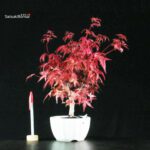 Acero palmato var. Deshojo