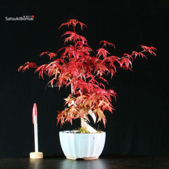255160_1-Acer-deshojo Acero palmato var. Deshojo - immagine 1