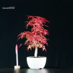 Acero palmato var. Deshojo