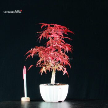 Acero palmato var. Deshojo