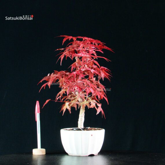 255161_1-Acer-deshojo Acero palmato var. Deshojo - immagine 1