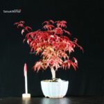 Acero palmato var. Deshojo