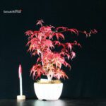 Acero palmato var. Deshojo