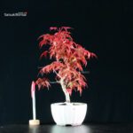 Acero palmato var. Deshojo