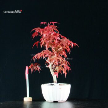 Acero palmato var. Deshojo