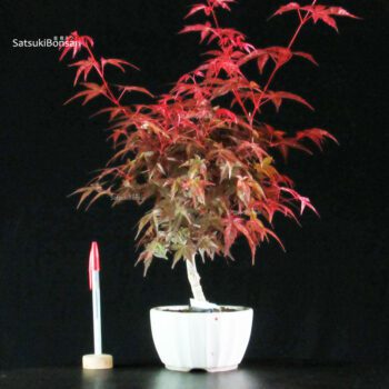 Acero palmato var. Deshojo