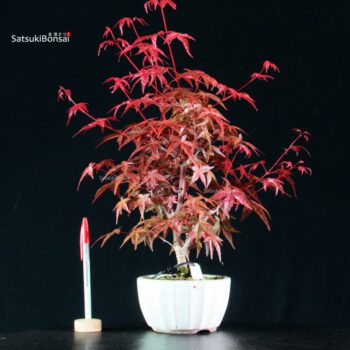 Acero palmato var. Deshojo