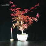 Acero palmato var. Deshojo