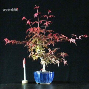 Acero palmato var. Deshojo