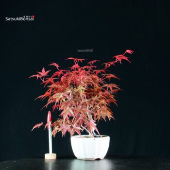 Acero palmato var. Deshojo