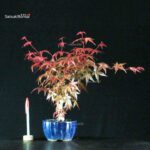 Acero palmato var. Deshojo