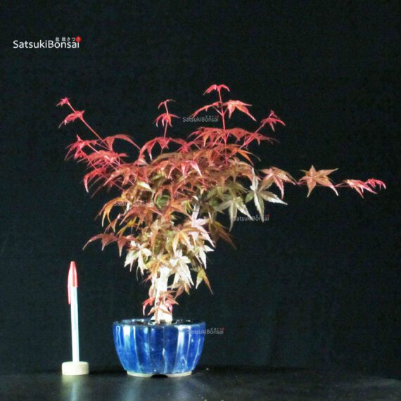 Acero palmato var. Deshojo - immagine 1