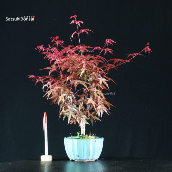 255171_1-Acer-deshojo Acero palmato var. Deshojo - immagine 1