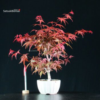 Acero palmato var. Deshojo